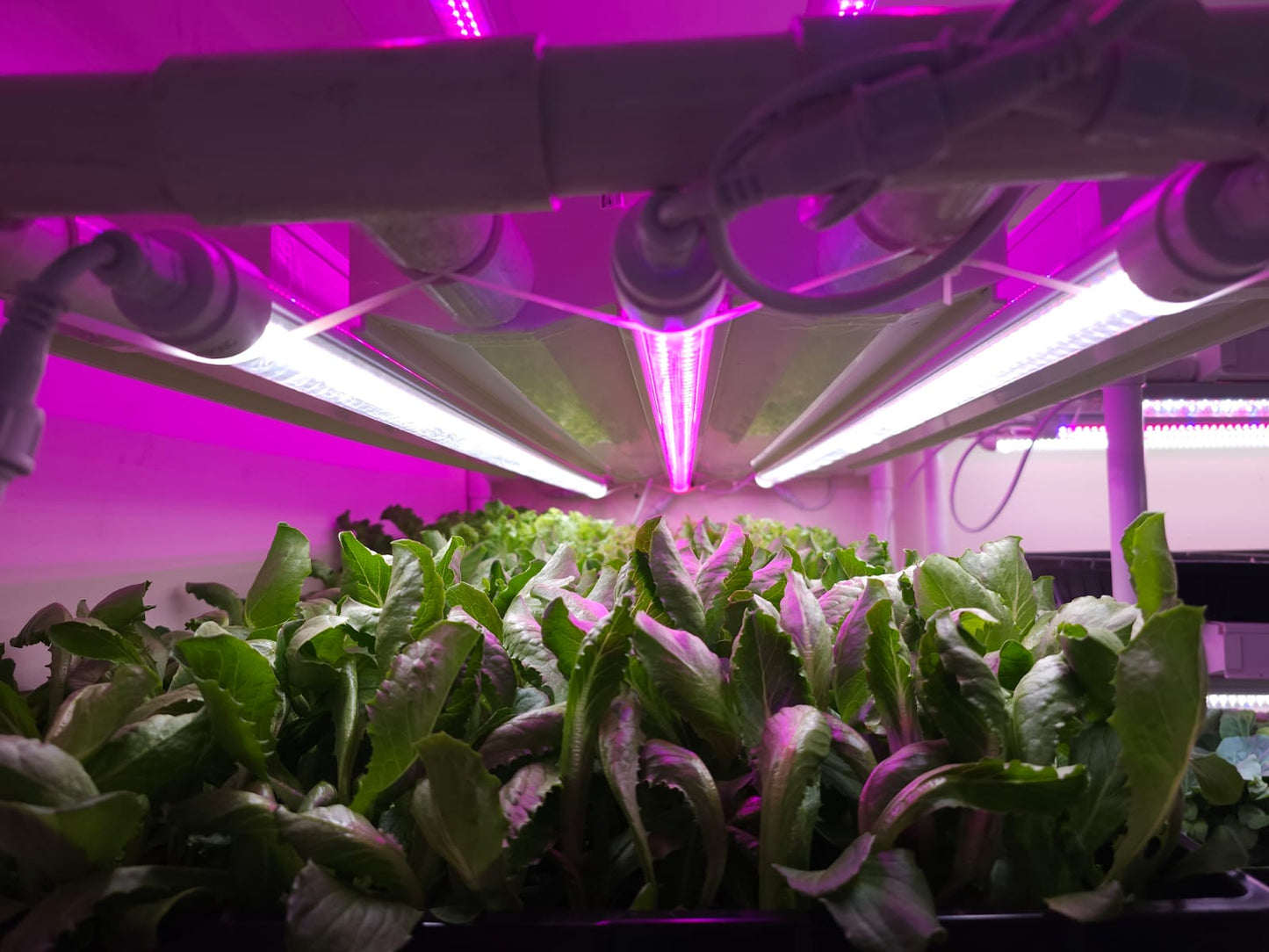 GROW LED 7R:1B 120CM IP65 T10