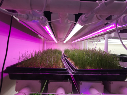GROW LED 7R:1B 120CM IP65 T10